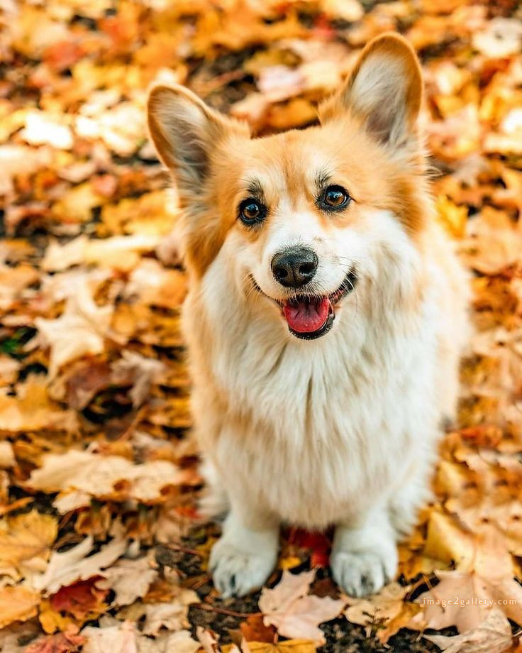 1100+ Dog Images Free Download | Cute Dog Pictures | 809 beautiful dog pictures images -(7)