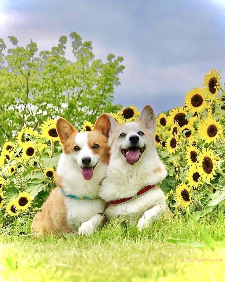 1100+ Dog Images Free Download | Cute Dog Pictures | 800 beautiful dog pictures images -(8)