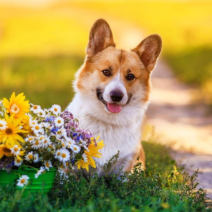 1100+ Dog Images Free Download | Cute Dog Pictures | 801 beautiful dog pictures images -(9)