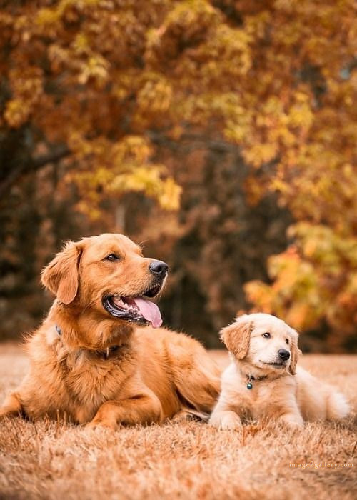 1100+ Dog Images Free Download | Cute Dog Pictures | 768 beautiful dogs images -