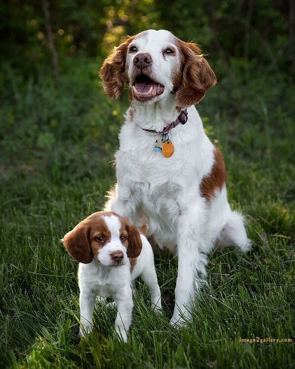 1100+ Dog Images Free Download | Cute Dog Pictures | 787 beautiful dogs images -(1)