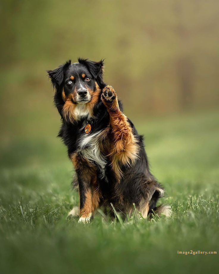 1100+ Dog Images Free Download | Cute Dog Pictures | 776 beautiful dogs images -(10)