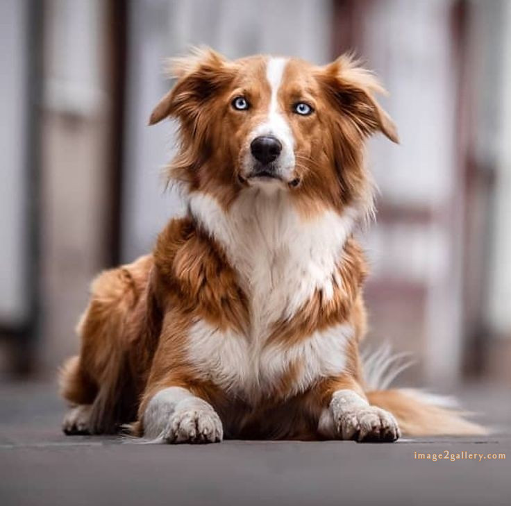 1100+ Dog Images Free Download | Cute Dog Pictures | 777 beautiful dogs images -(11)