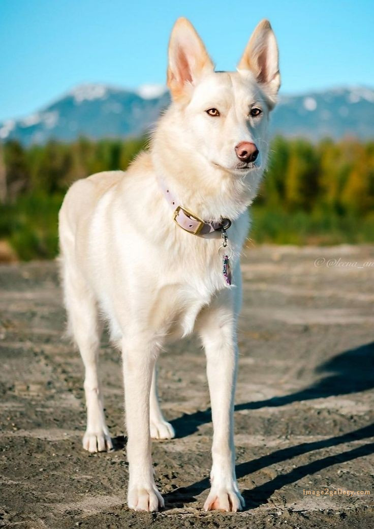 1100+ Dog Images Free Download | Cute Dog Pictures | 778 beautiful dogs images -(12)