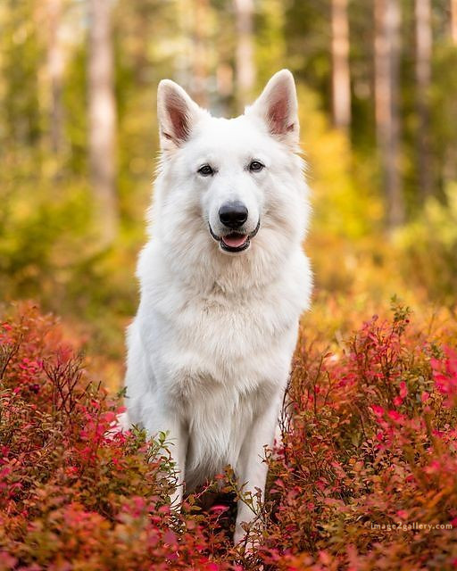 1100+ Dog Images Free Download | Cute Dog Pictures | 774 beautiful dogs images -(13)