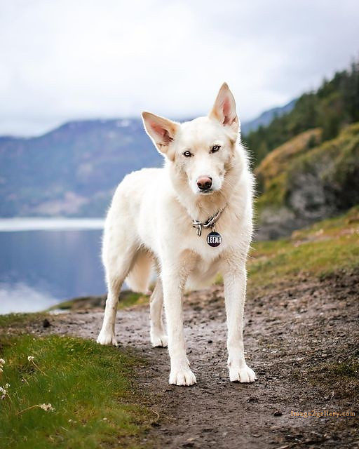 1100+ Dog Images Free Download | Cute Dog Pictures | 779 beautiful dogs images -(14)