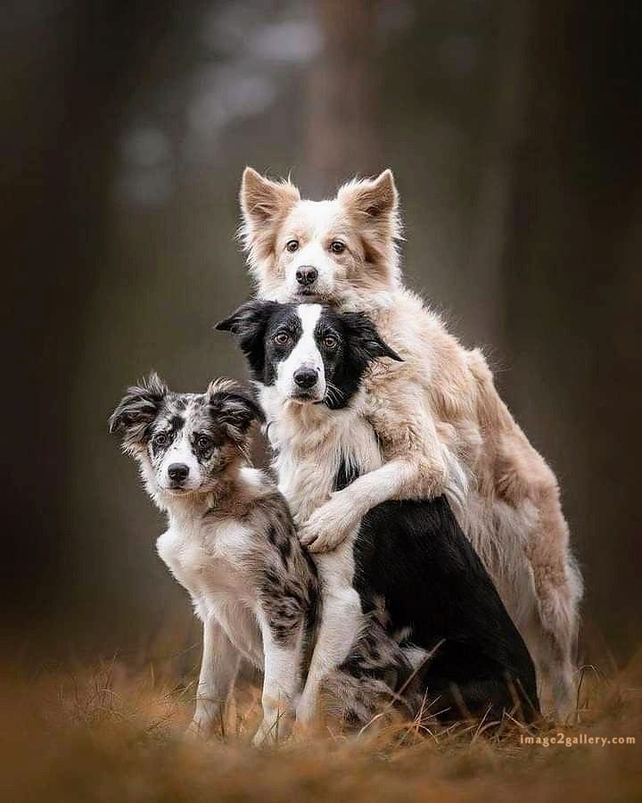 1100+ Dog Images Free Download | Cute Dog Pictures | 772 beautiful dogs images -(16)