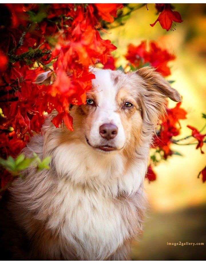 1100+ Dog Images Free Download | Cute Dog Pictures | 771 beautiful dogs images -(17)