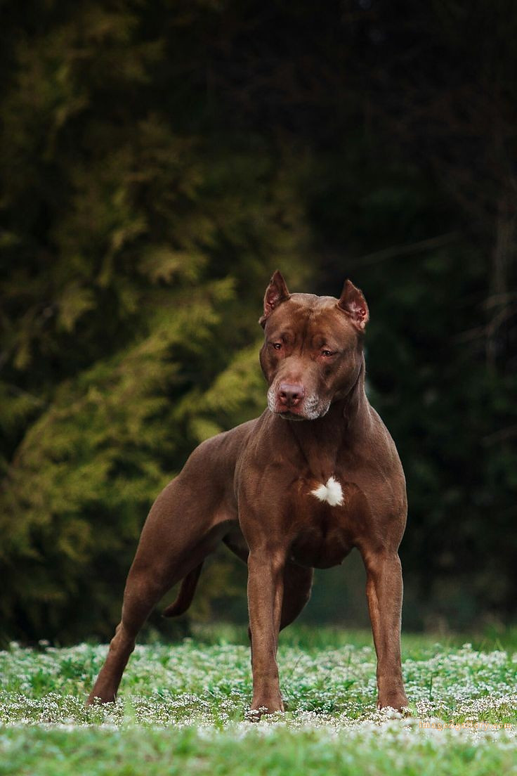 1100+ Dog Images Free Download | Cute Dog Pictures | 770 beautiful dogs images -(18)