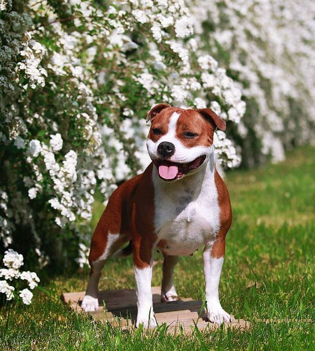 1100+ Dog Images Free Download | Cute Dog Pictures | 765 beautiful dogs images -(19)