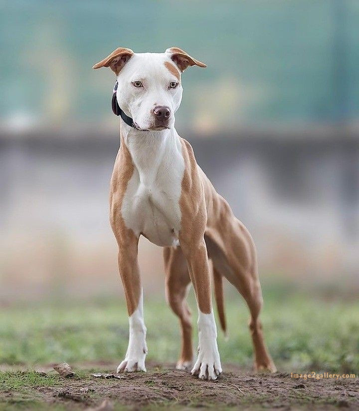 1100+ Dog Images Free Download | Cute Dog Pictures | 766 beautiful dogs images -(20)