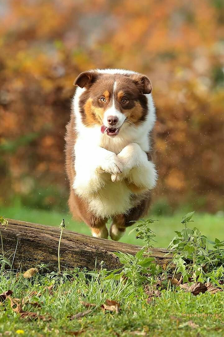 1100+ Dog Images Free Download | Cute Dog Pictures | 767 beautiful dogs images -(21)