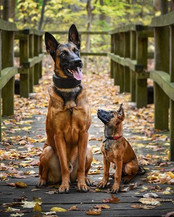 1100+ Dog Images Free Download | Cute Dog Pictures | 783 beautiful dogs images -(4)