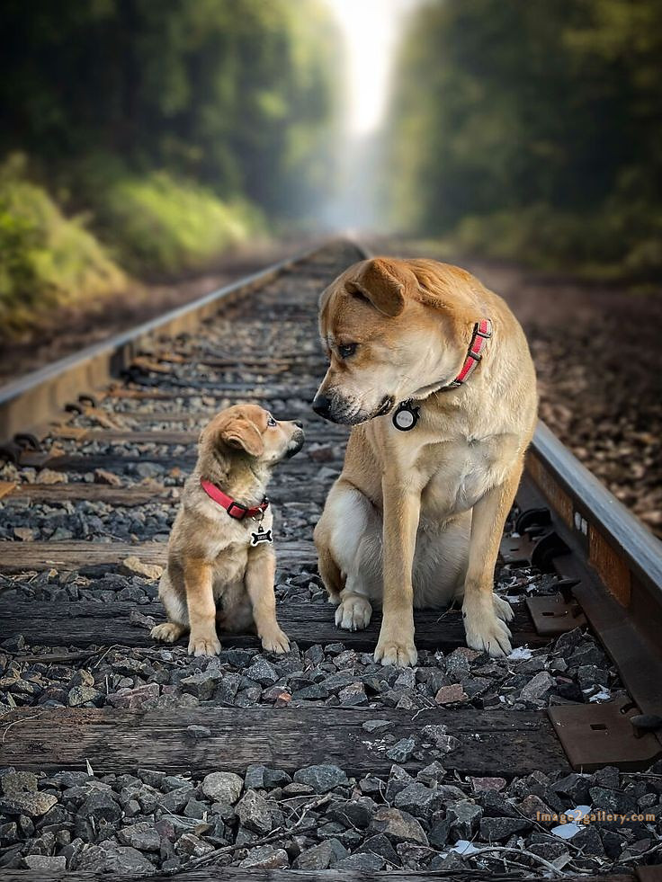 1100+ Dog Images Free Download | Cute Dog Pictures | 784 beautiful dogs images -(5)