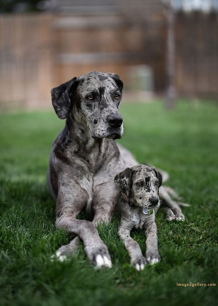1100+ Dog Images Free Download | Cute Dog Pictures | 782 beautiful dogs images -(6)