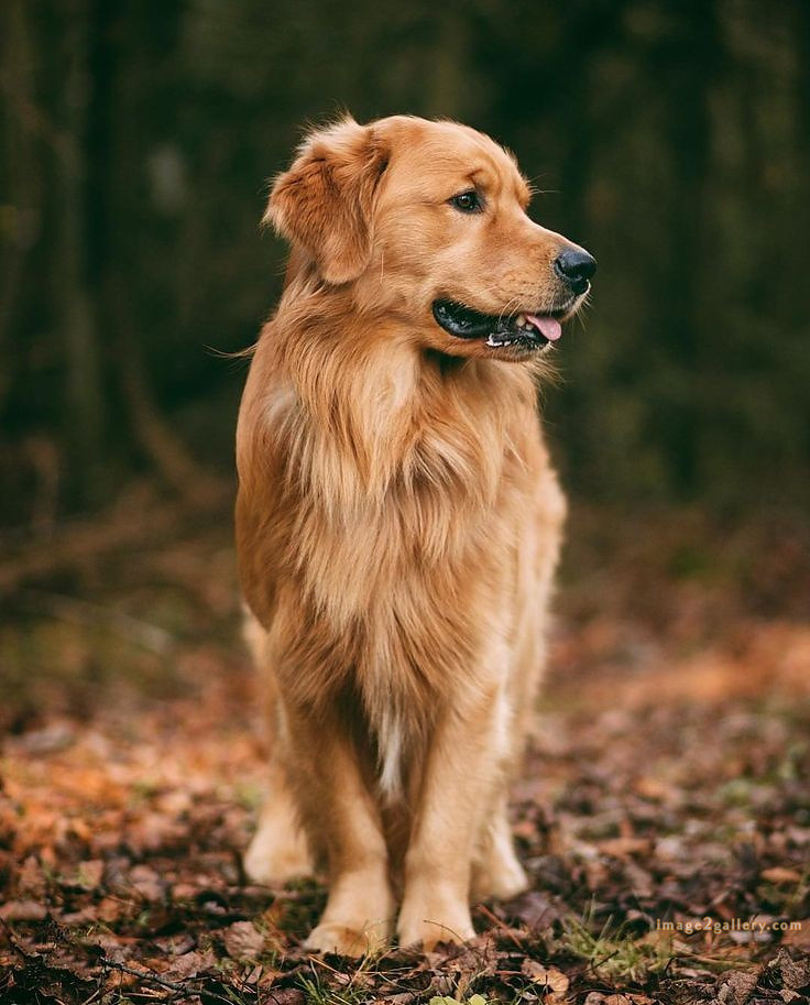 1100+ Dog Images Free Download | Cute Dog Pictures | 781 beautiful dogs images -(7)