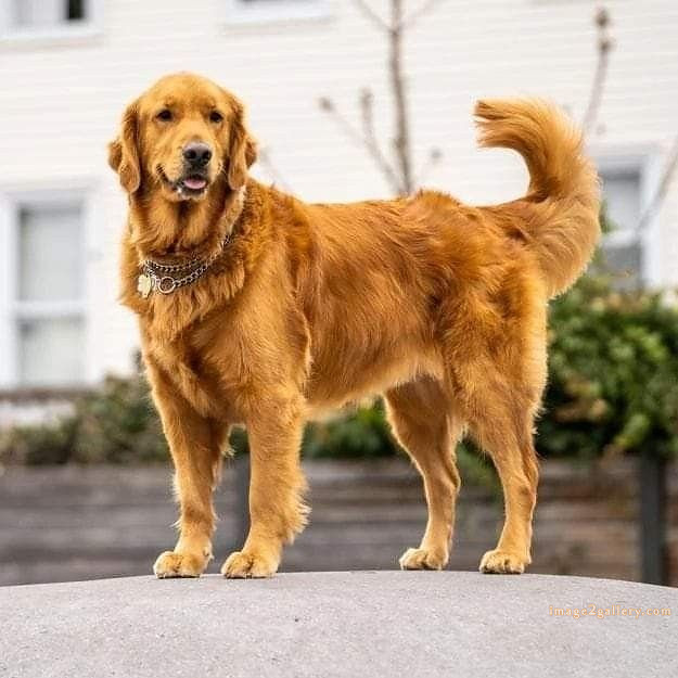 1100+ Dog Images Free Download | Cute Dog Pictures | 780 beautiful dogs images -(8)