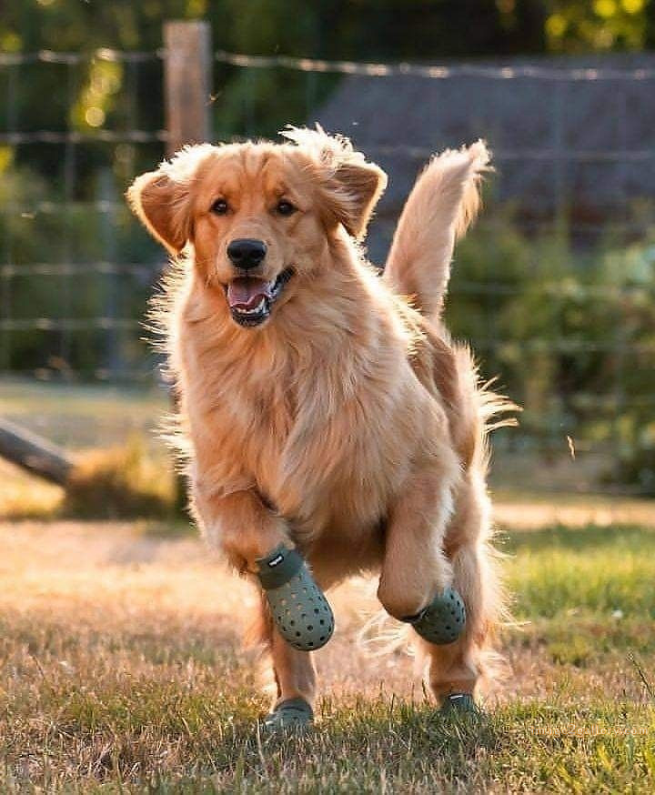 1100+ Dog Images Free Download | Cute Dog Pictures | 775 beautiful dogs images -(9)