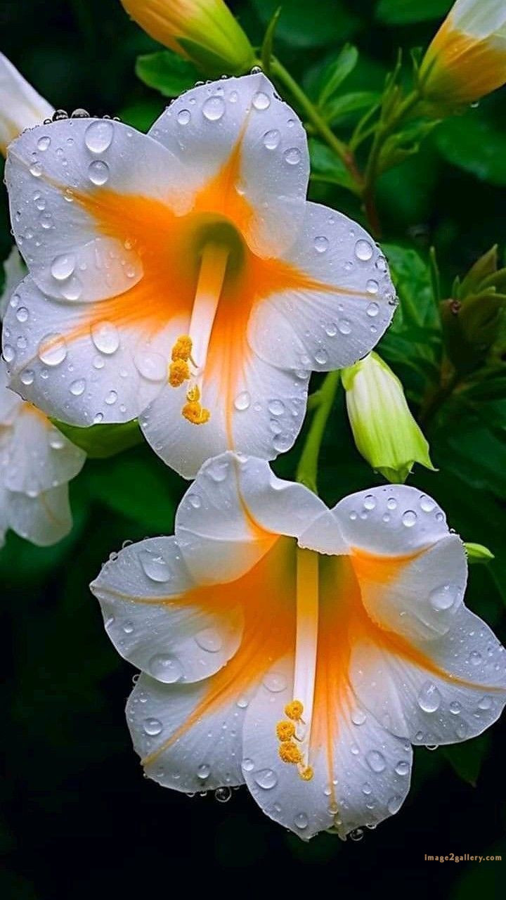 700+ Cute Flower Wallpaper Free Download | Beautiful Flowers Wallpapers for Mobile | 81 beautiful flower wallpaper -(11)