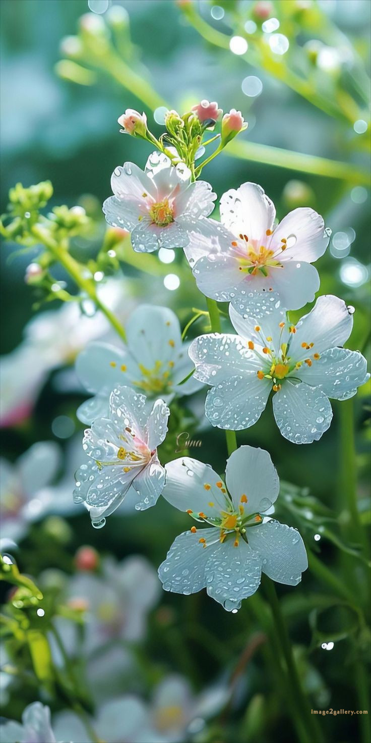 700+ Cute Flower Wallpaper Free Download | Beautiful Flowers Wallpapers for Mobile | 82 beautiful flower wallpaper -(12)