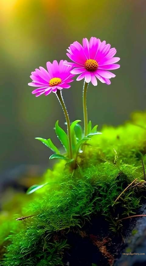 700+ Cute Flower Wallpaper Free Download | Beautiful Flowers Wallpapers for Mobile | 86 beautiful flower wallpaper -(15)