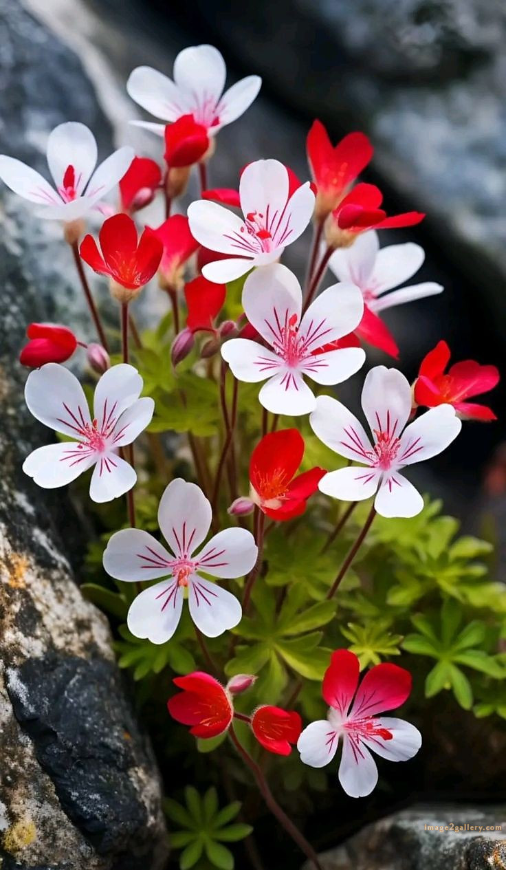 700+ Cute Flower Wallpaper Free Download | Beautiful Flowers Wallpapers for Mobile | 85 beautiful flower wallpaper -(17)