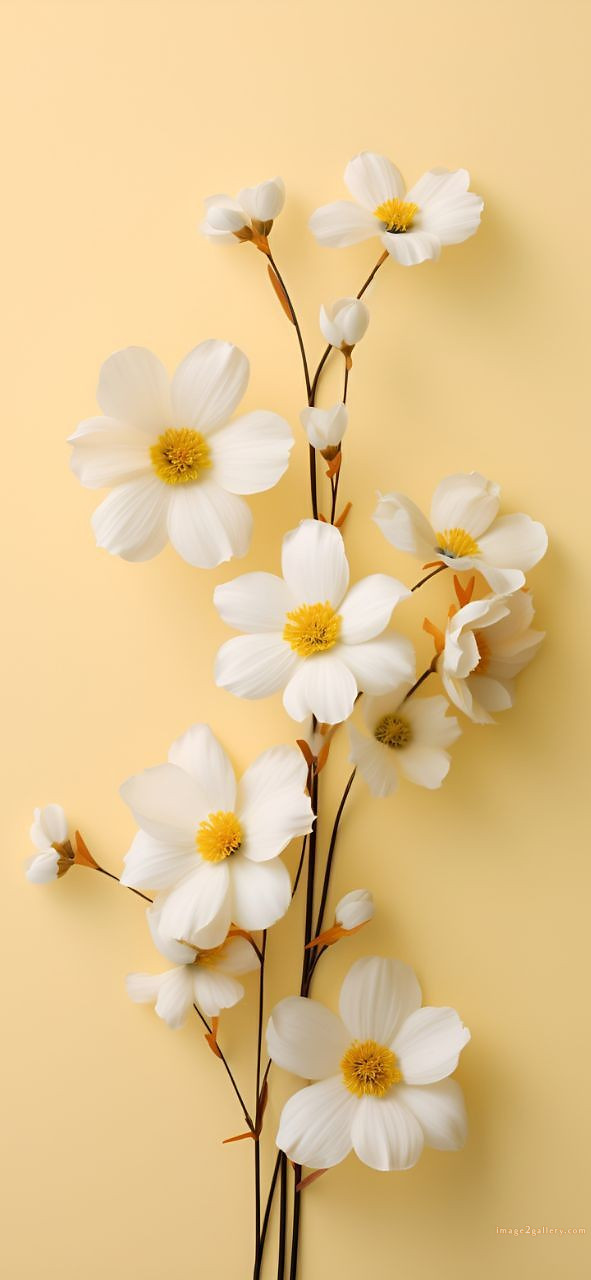 700+ Cute Flower Wallpaper Free Download | Beautiful Flowers Wallpapers for Mobile | 92 beautiful flower wallpaper -(20)