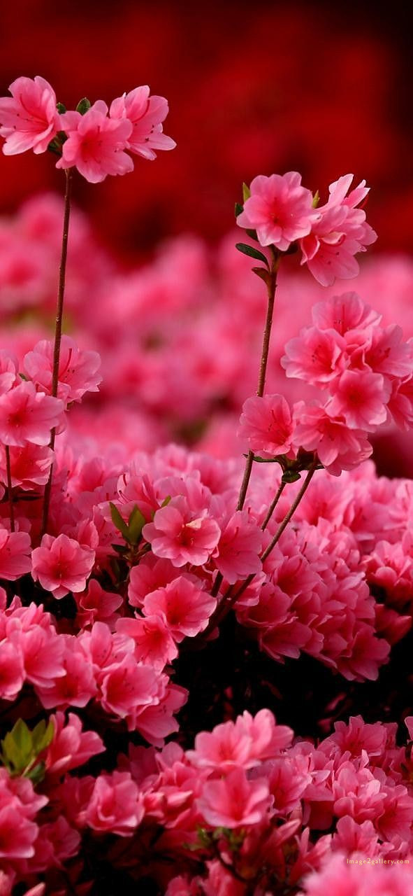 700+ Cute Flower Wallpaper Free Download | Beautiful Flowers Wallpapers for Mobile | 96 beautiful flower wallpaper -(25)