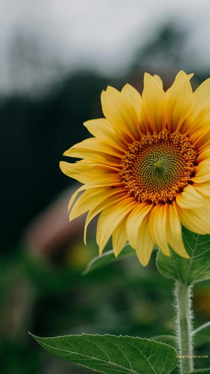 700+ Cute Flower Wallpaper Free Download | Beautiful Flowers Wallpapers for Mobile | 102 beautiful flower wallpaper -(28)