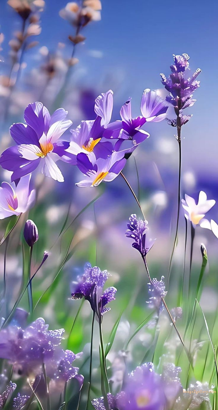 700+ Cute Flower Wallpaper Free Download | Beautiful Flowers Wallpapers for Mobile | 97 beautiful flower wallpaper -(29)