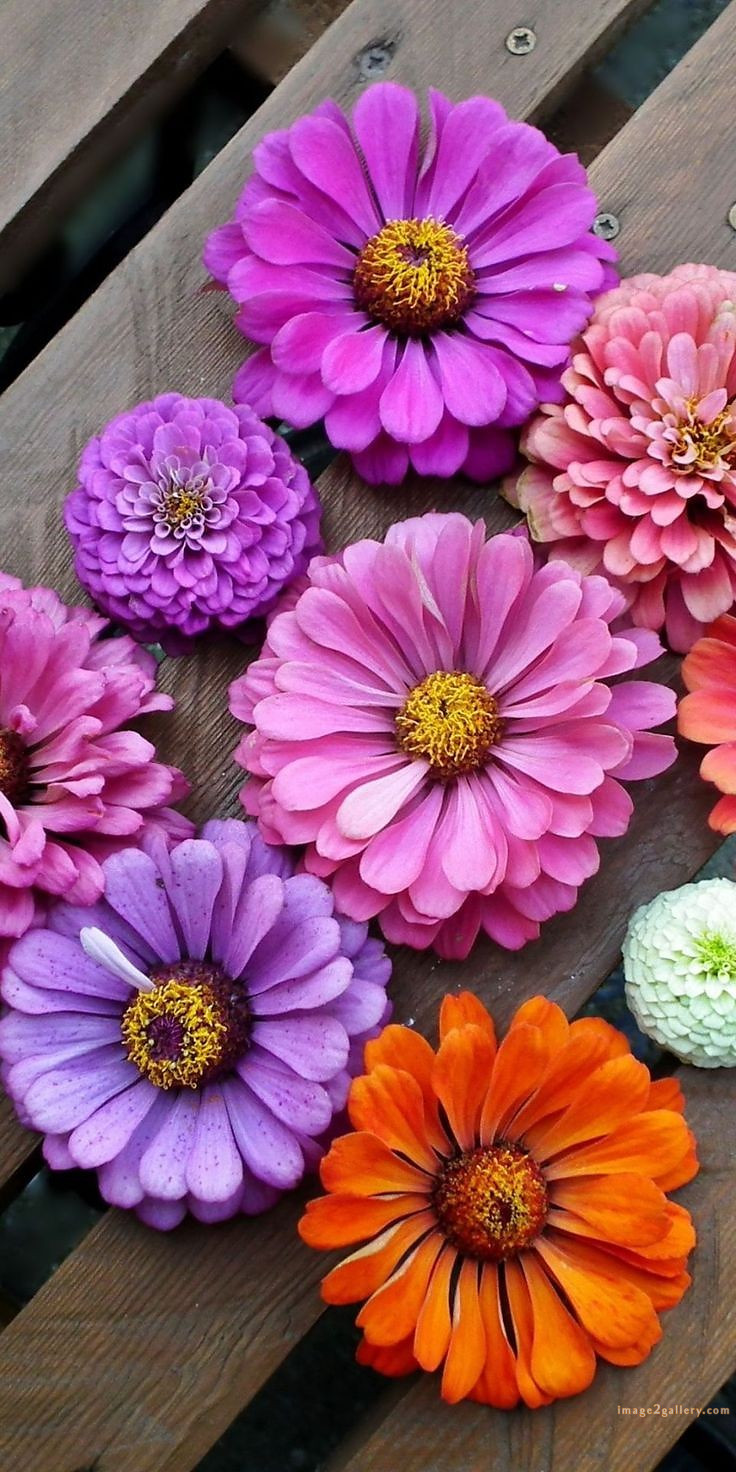 700+ Cute Flower Wallpaper Free Download | Beautiful Flowers Wallpapers for Mobile | 37 beautiful flower wallpaper -(3)