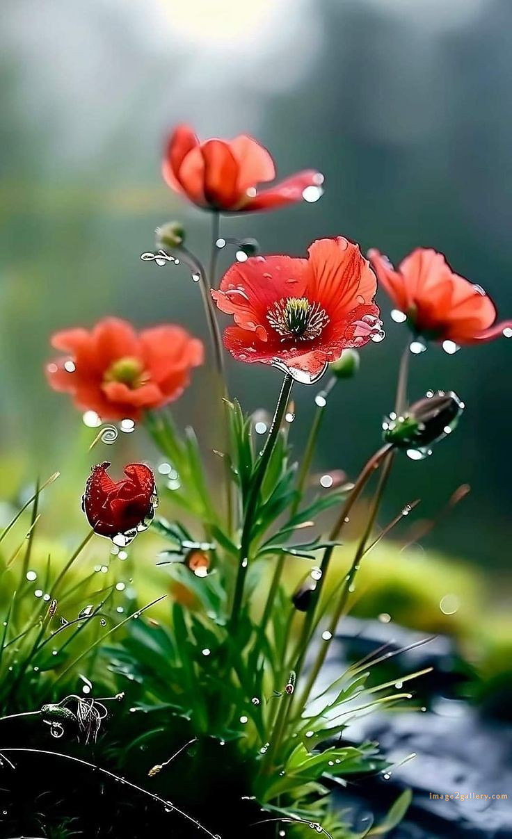 700+ Cute Flower Wallpaper Free Download | Beautiful Flowers Wallpapers for Mobile | 100 beautiful flower wallpaper -(30)