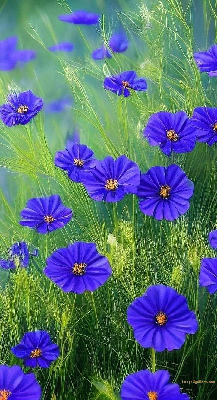 700+ Cute Flower Wallpaper Free Download | Beautiful Flowers Wallpapers for Mobile | 104 beautiful flower wallpaper -(32)
