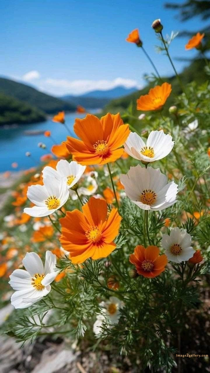 700+ Cute Flower Wallpaper Free Download | Beautiful Flowers Wallpapers for Mobile | 25 beautiful flower wallpaper -(8)