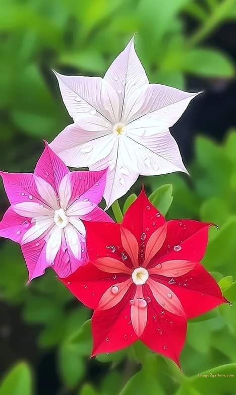 700+ Cute Flower Wallpaper Free Download | Beautiful Flowers Wallpapers for Mobile | 77 beautiful flower wallpaper hd -