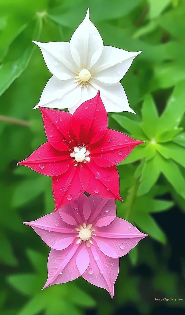 700+ Cute Flower Wallpaper Free Download | Beautiful Flowers Wallpapers for Mobile | 75 beautiful flower wallpaper hd -(1)