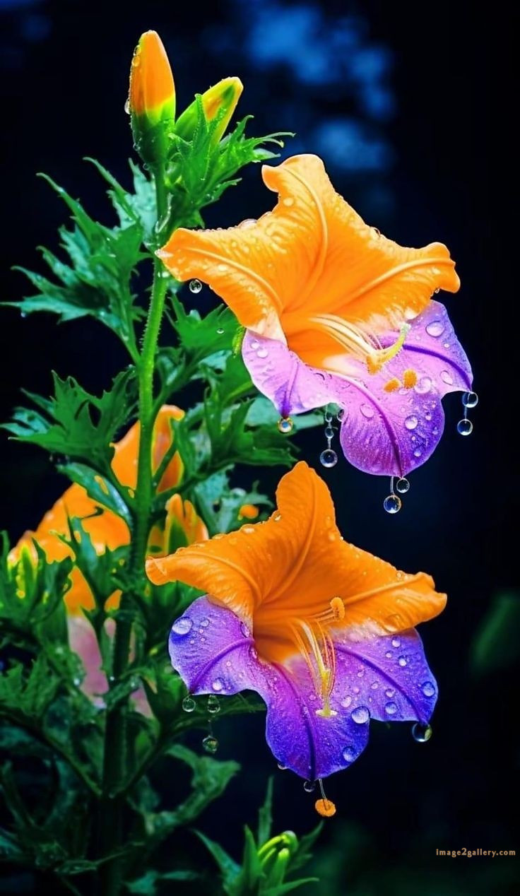 700+ Cute Flower Wallpaper Free Download | Beautiful Flowers Wallpapers for Mobile | 71 beautiful flower wallpaper hd -(10)