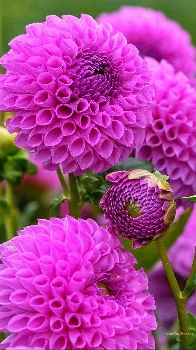 700+ Cute Flower Wallpaper Free Download | Beautiful Flowers Wallpapers for Mobile | 69 beautiful flower wallpaper hd -(14)