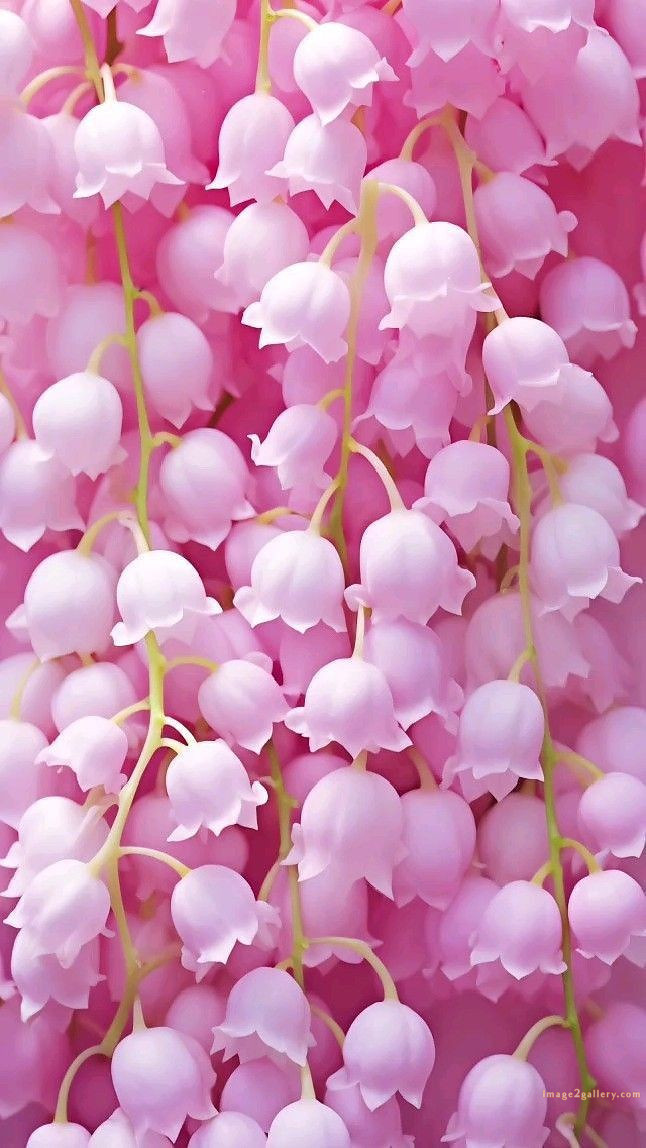 700+ Cute Flower Wallpaper Free Download | Beautiful Flowers Wallpapers for Mobile | 42 beautiful flower wallpaper hd -(18)
