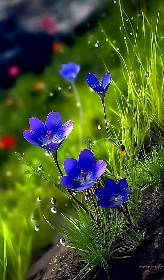 700+ Cute Flower Wallpaper Free Download | Beautiful Flowers Wallpapers for Mobile | 66 beautiful flower wallpaper hd -(19)