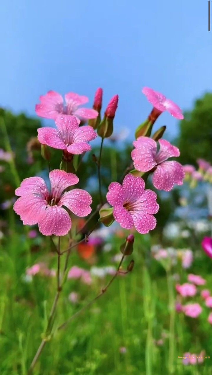 700+ Cute Flower Wallpaper Free Download | Beautiful Flowers Wallpapers for Mobile | 46 beautiful flower wallpaper hd -(22)
