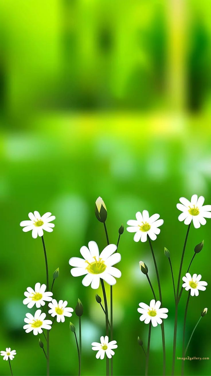 700+ Cute Flower Wallpaper Free Download | Beautiful Flowers Wallpapers for Mobile | 31 beautiful flower wallpaper hd -(24