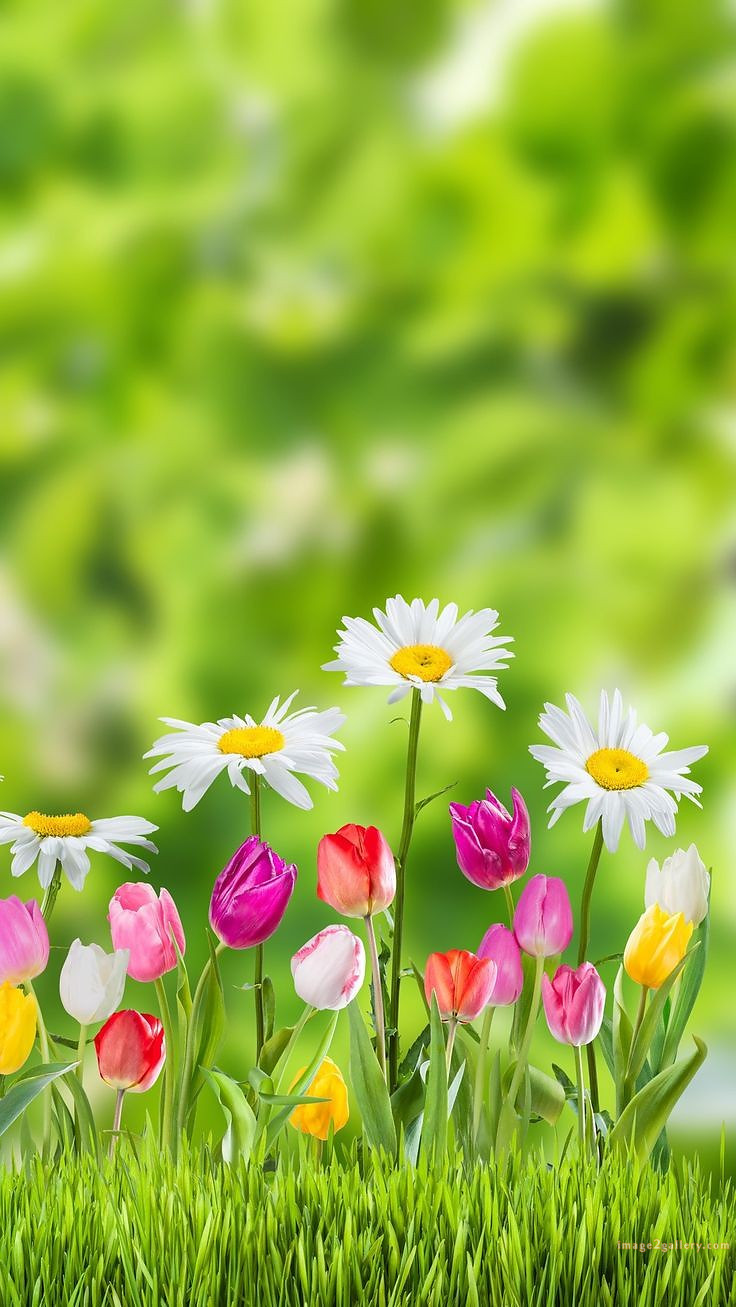 700+ Cute Flower Wallpaper Free Download | Beautiful Flowers Wallpapers for Mobile | 30 beautiful flower wallpaper hd -(25)