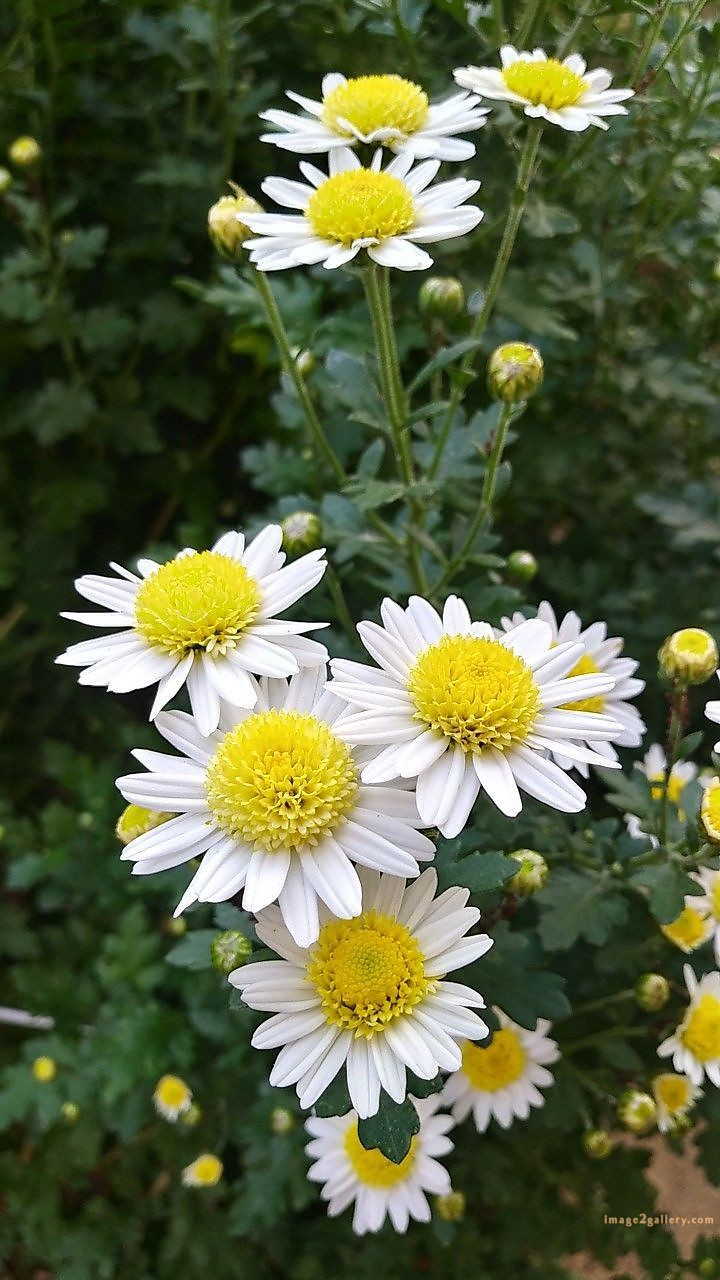 700+ Cute Flower Wallpaper Free Download | Beautiful Flowers Wallpapers for Mobile | 64 beautiful flower wallpaper hd -(26)