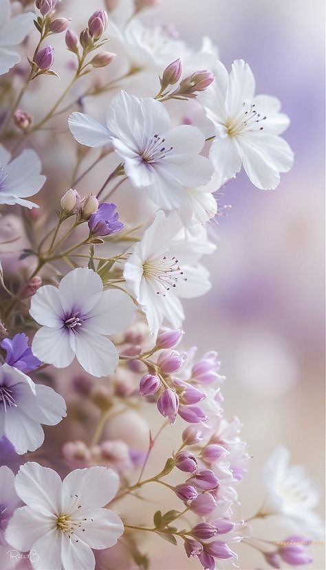 700+ Cute Flower Wallpaper Free Download | Beautiful Flowers Wallpapers for Mobile | 3 beautiful flower wallpaper iphone -(1)