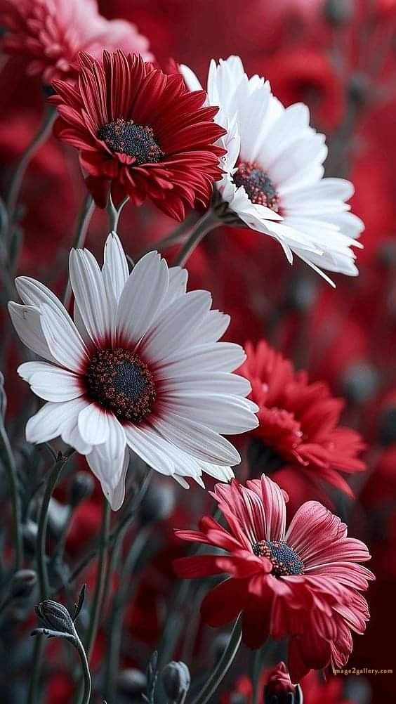 700+ Cute Flower Wallpaper Free Download | Beautiful Flowers Wallpapers for Mobile | 12 beautiful flower wallpaper iphone -(10)
