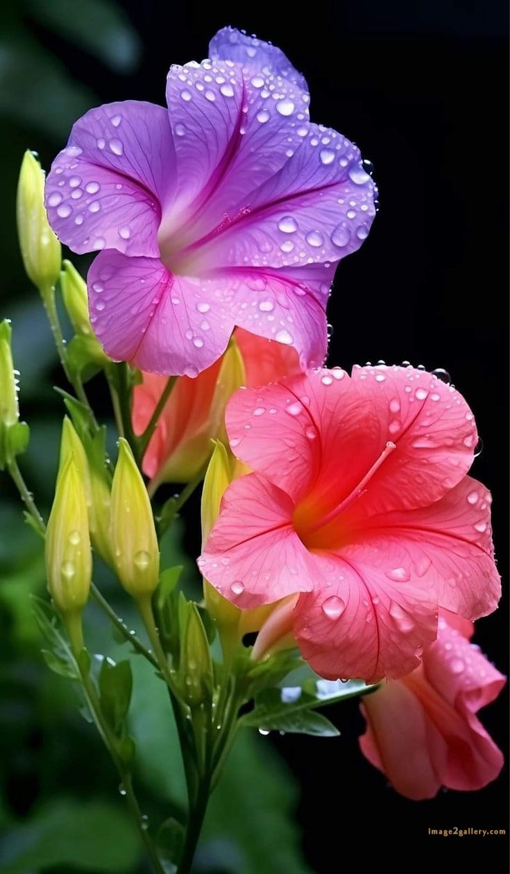 700+ Cute Flower Wallpaper Free Download | Beautiful Flowers Wallpapers for Mobile | 13 beautiful flower wallpaper iphone -(11)