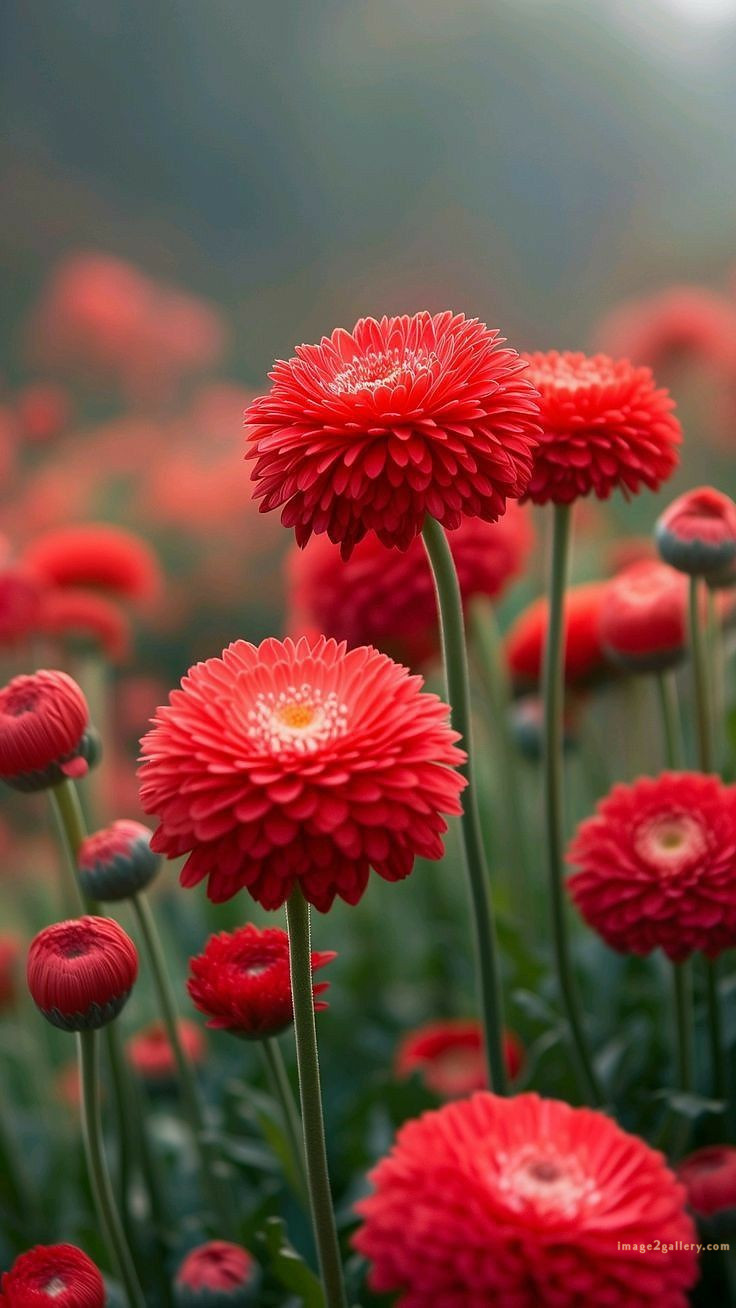 700+ Cute Flower Wallpaper Free Download | Beautiful Flowers Wallpapers for Mobile | 15 beautiful flower wallpaper iphone -(13)