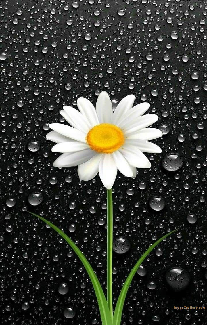700+ Cute Flower Wallpaper Free Download | Beautiful Flowers Wallpapers for Mobile | 18 beautiful flower wallpaper iphone -(16)