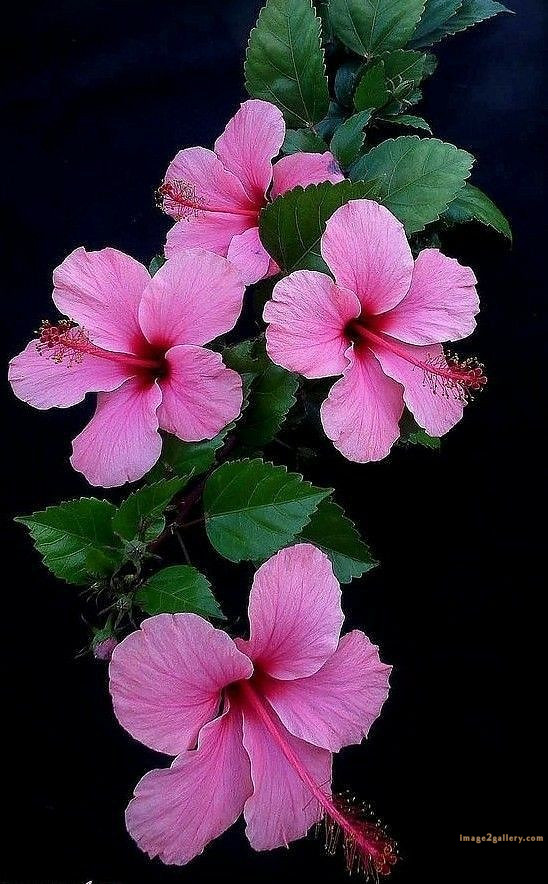 700+ Cute Flower Wallpaper Free Download | Beautiful Flowers Wallpapers for Mobile | 21 beautiful flower wallpaper iphone -(19)